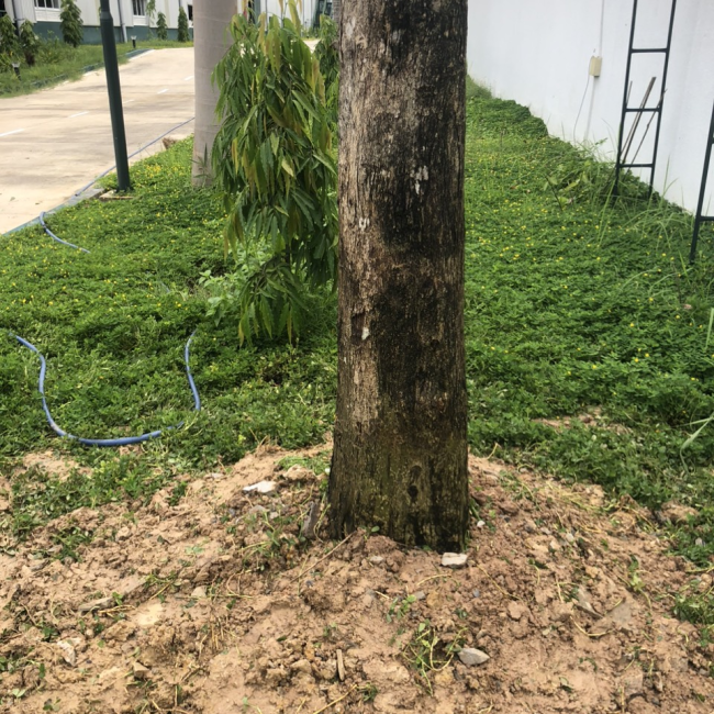 dịch vụ trồng cỏ sân vườn tp mới bình dương 
