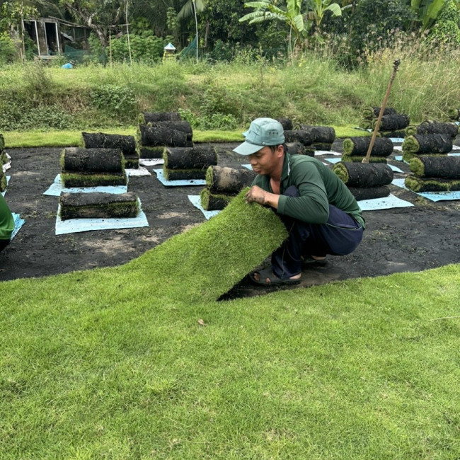 trồng cỏ sân vườn đồng nai 