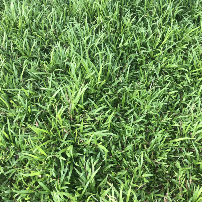 trồng cỏ lá gừng thường tại bình dương 