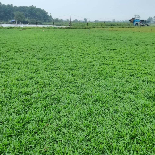 trồng cỏ sân vườn biệt thự 