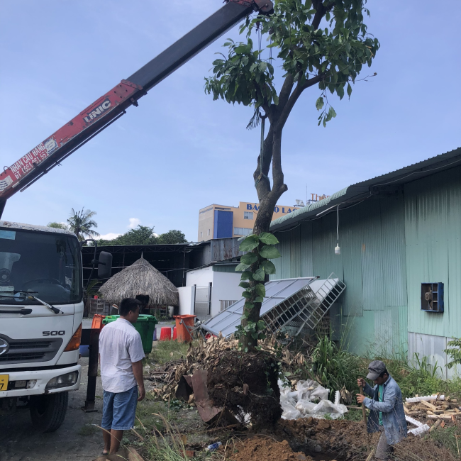 Dịch vụ trồng cây công trình Bình Dương