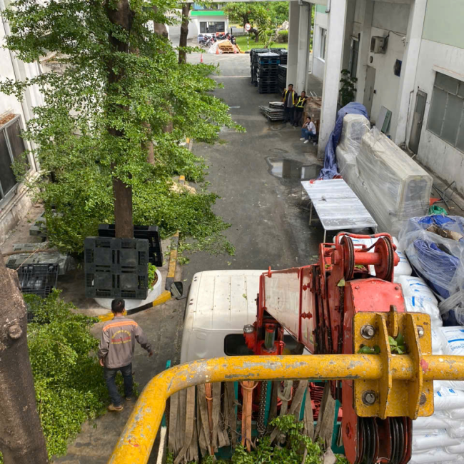 cắt tỉa cây xanh bóng mát