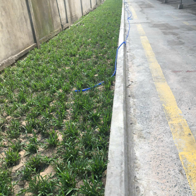 Trồng cỏ sân vườn ở bình dương