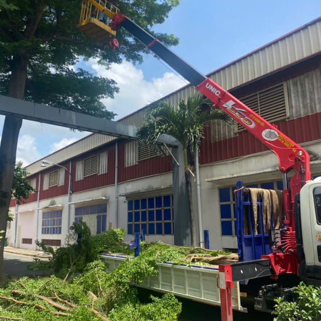 cắt tỉa cây xanh linh xuân 