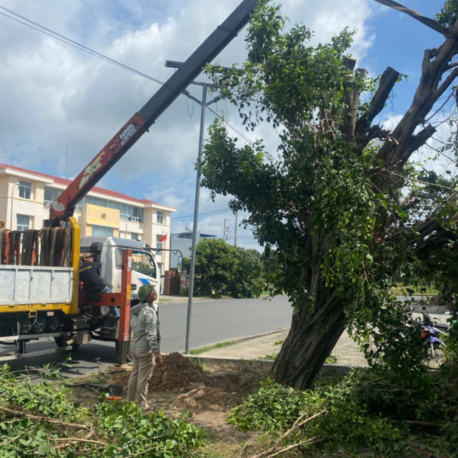 dịch vụ chống cây đổ ngã mùa mưa bão