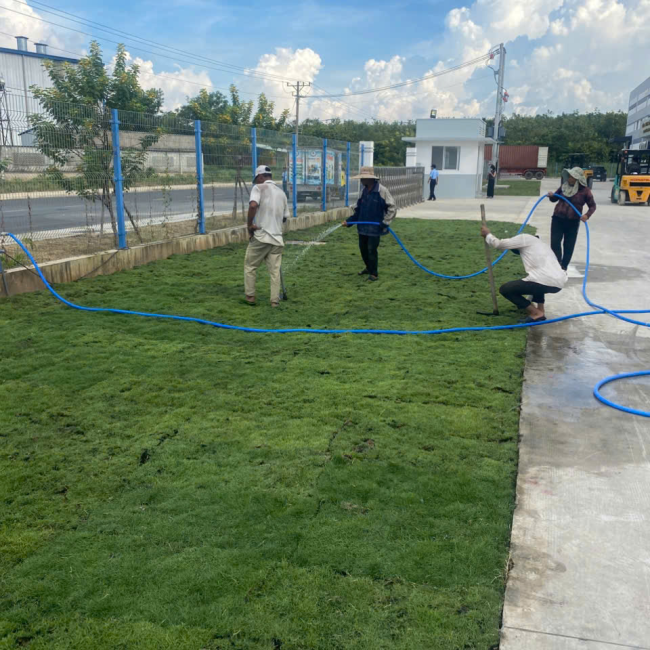 dịch vụ trồng cỏ sân vườn tp mới bình dương 