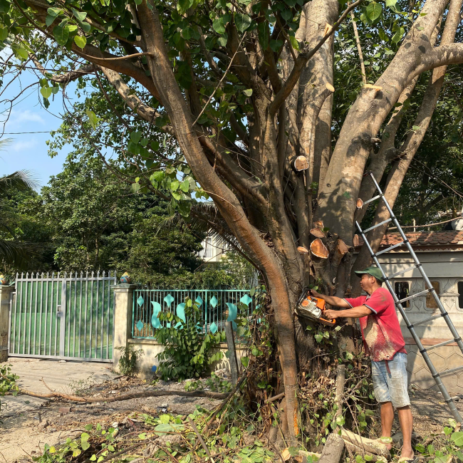 dịch vụ cắt tỉa cây xanh phường thới hoà hcm