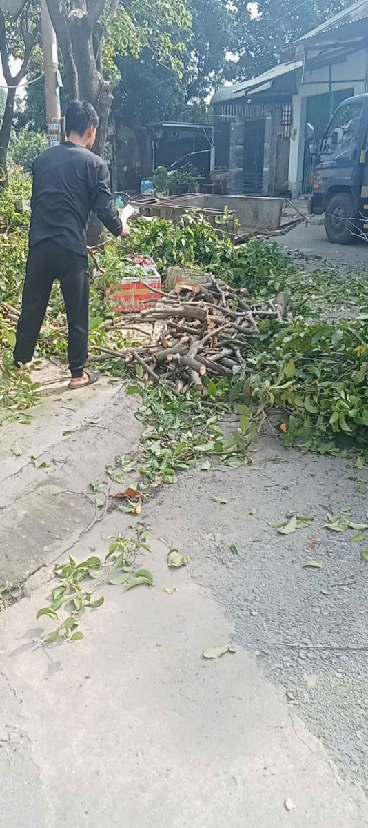 Đội Trần Long cắt tỉa cây xanh Bình Dương