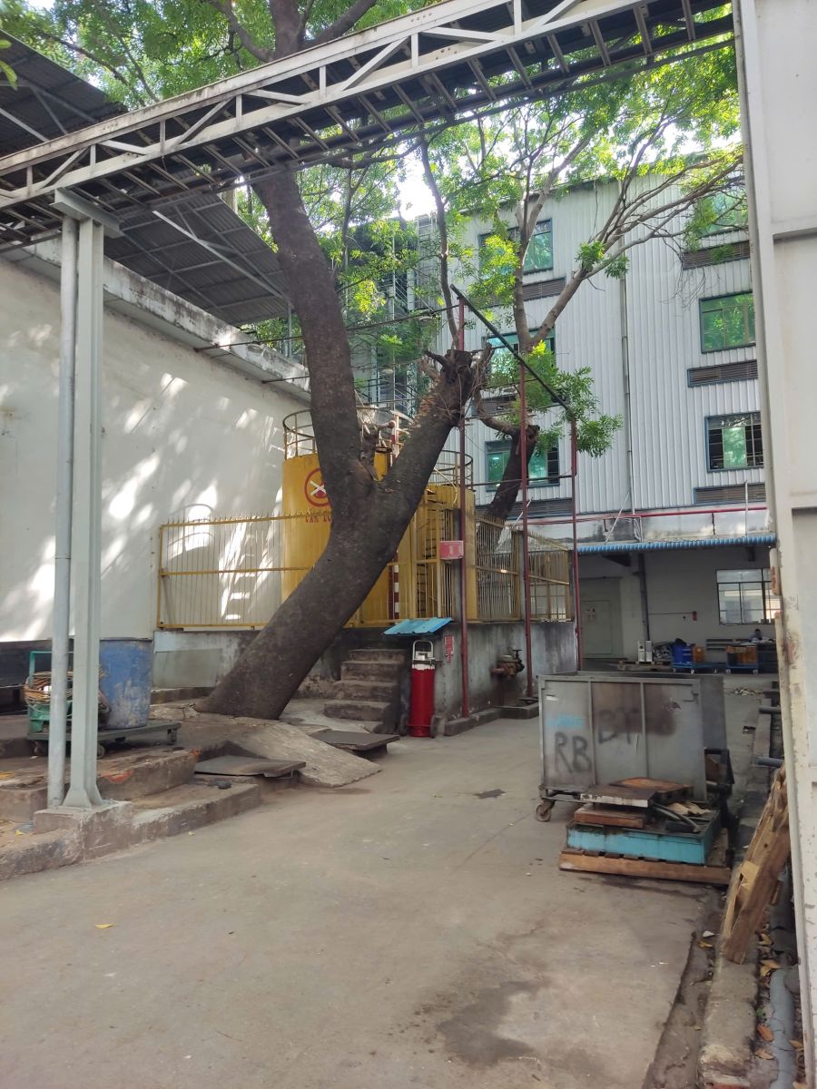 Cắt tỉa cây xanh Phường Phú Lợi TP.HCM