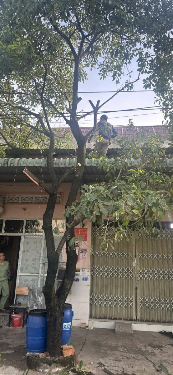 Dịch vụ cắt tỉa cây xanh phường Chánh Hiệp Bình Dương an toàn chuyên nghiệp
