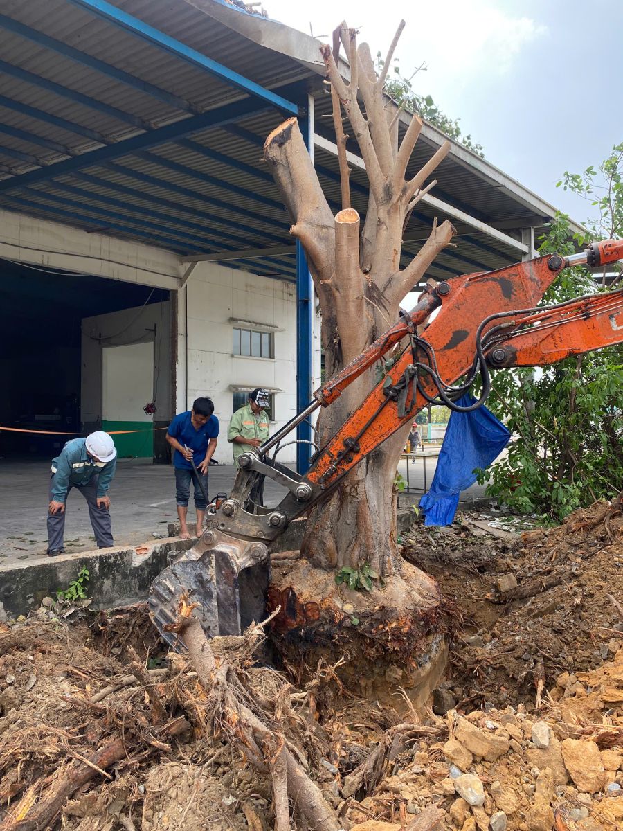 Di dời cây xanh thủ đức