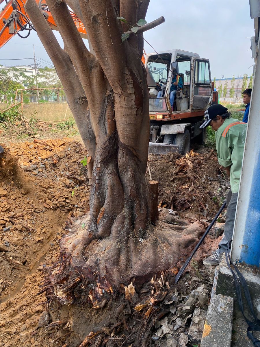 di dời cây xanh bình dương giá cạnh tranh