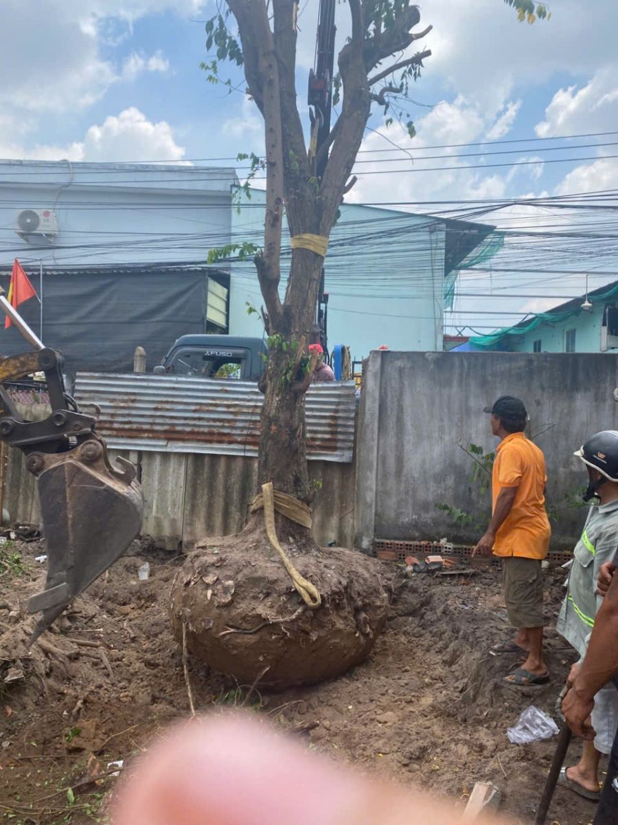 di dời cây xanh tại thủ đức chuyên nghiệp