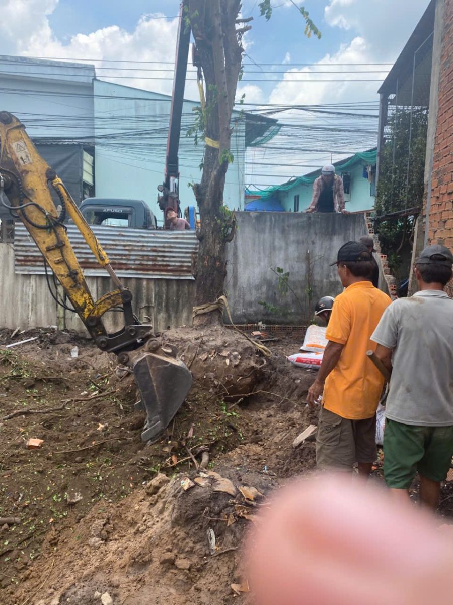 bứng cây khế tại nhà văn hoá quận tân bình 