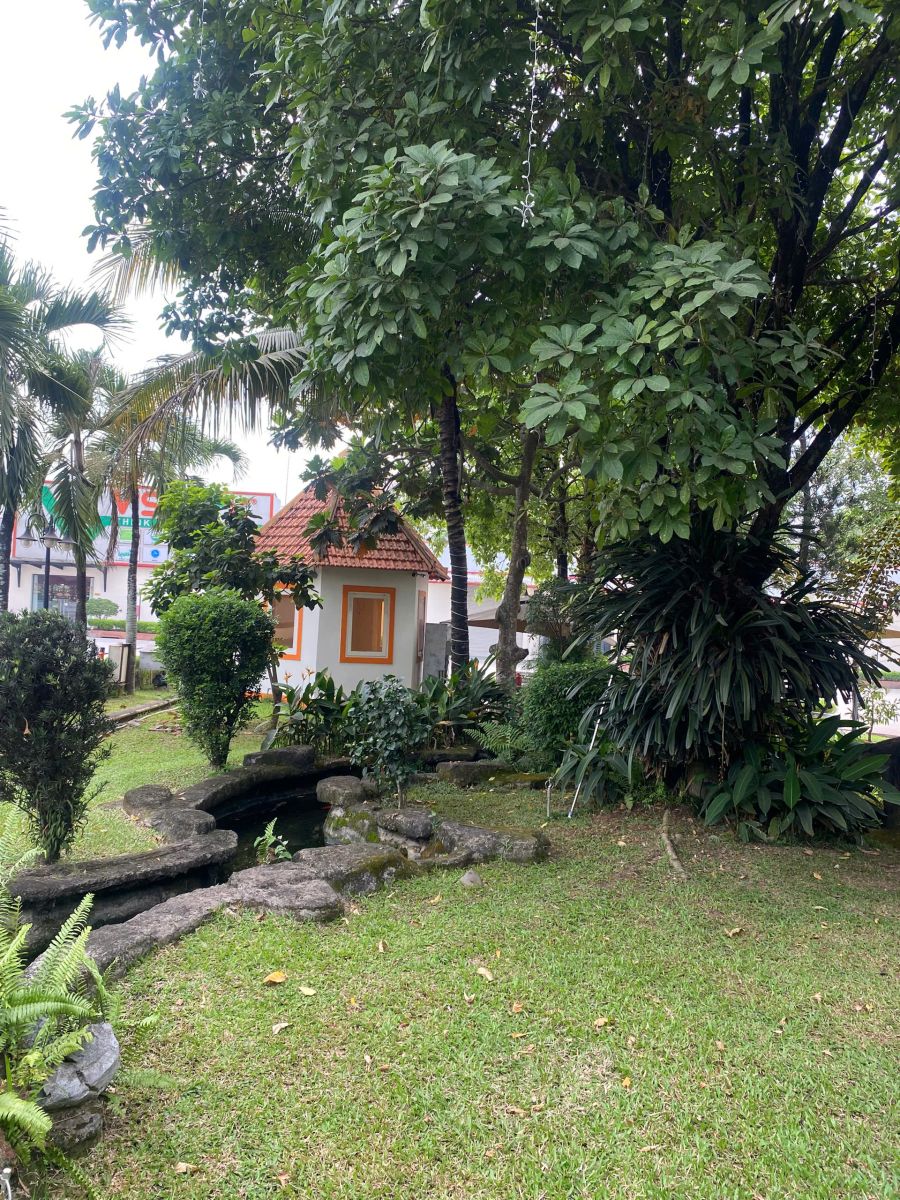 cây xanh trần long 