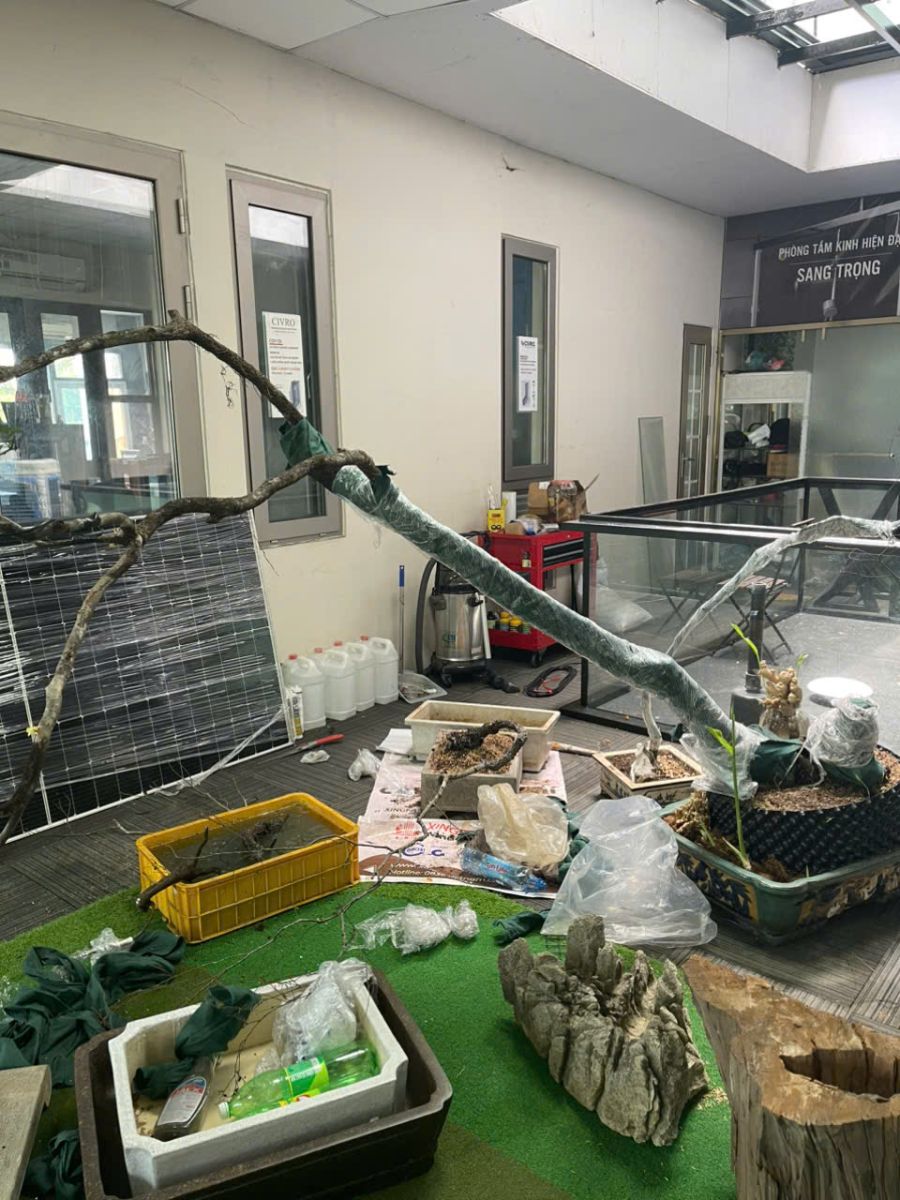 cắt tỉa cây xanh tại nhà hcm chuyên nghiệp