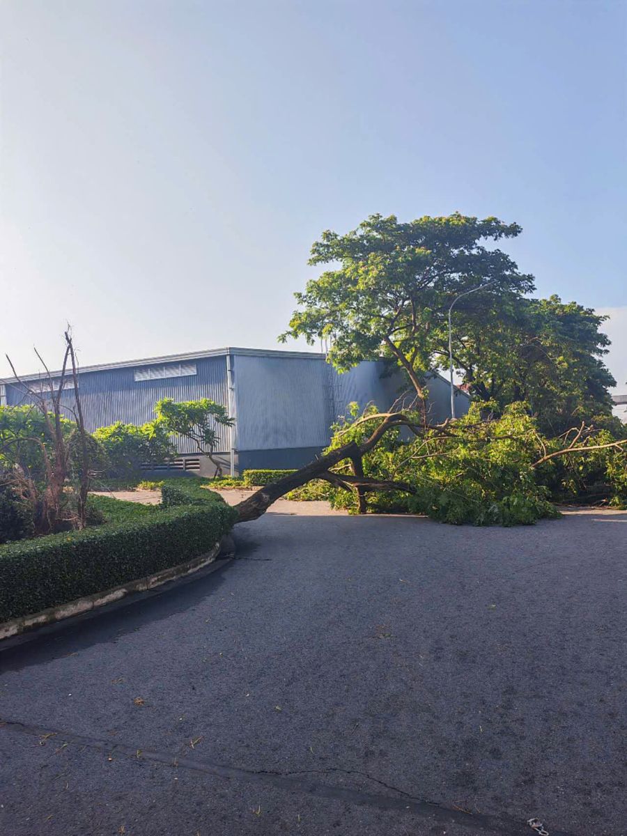 dịch vụ cắt tỉa cây xanh Bình Dương