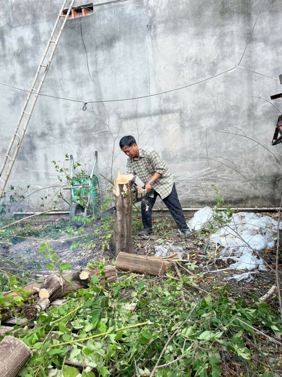 dịch vụ cắt tỉa cây xanh giá rẻ tại tân phước khánh bình dương 