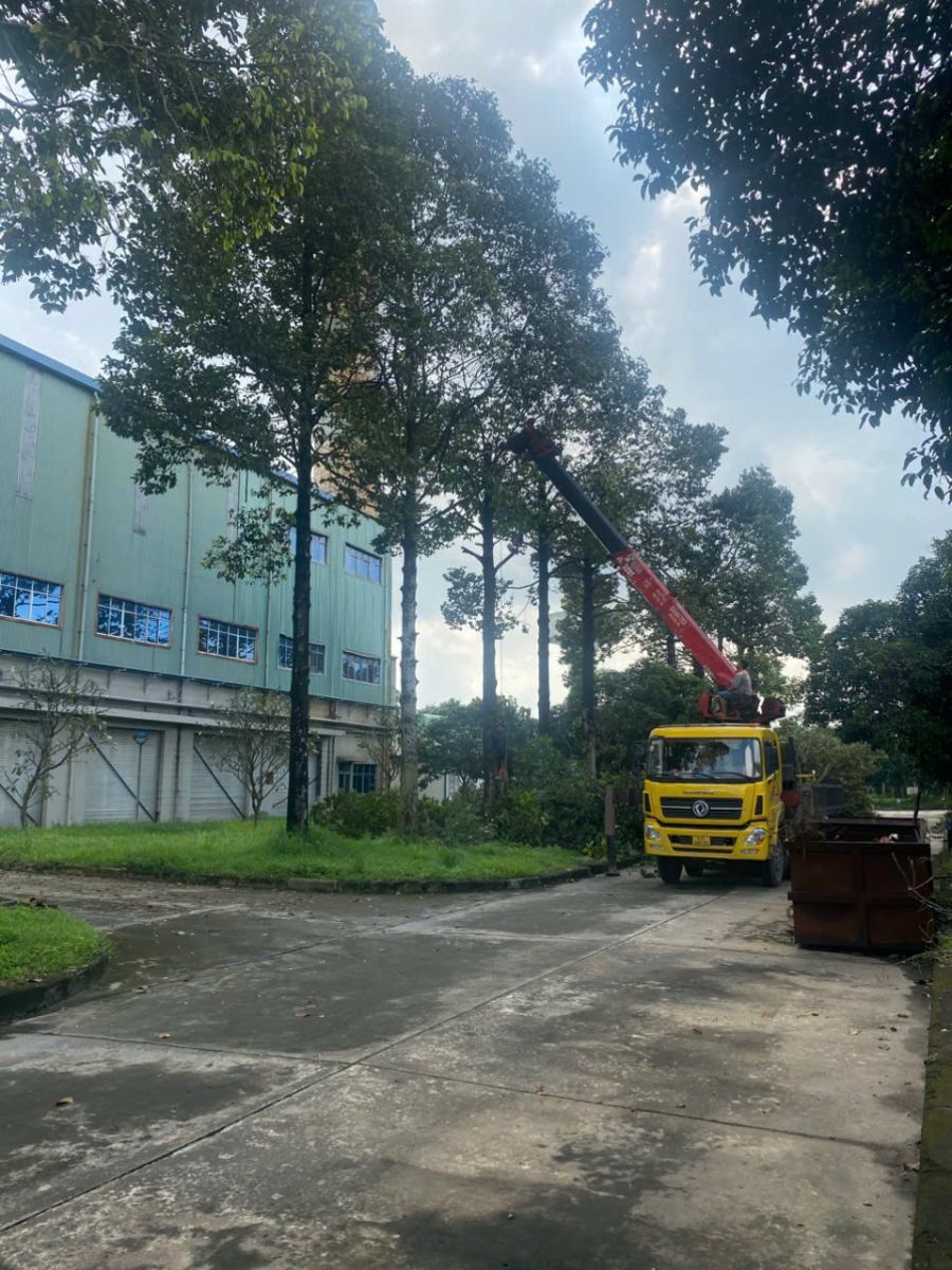 Dịch vụ chặt cây ở Tân Uyên Bình Dương