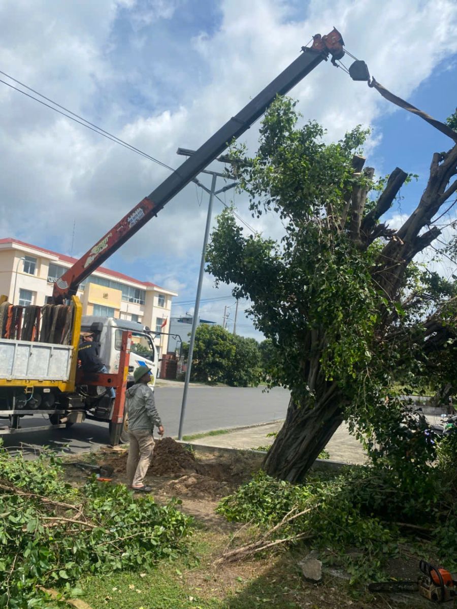di dời cây xanh bình dương chuyên nghiệp