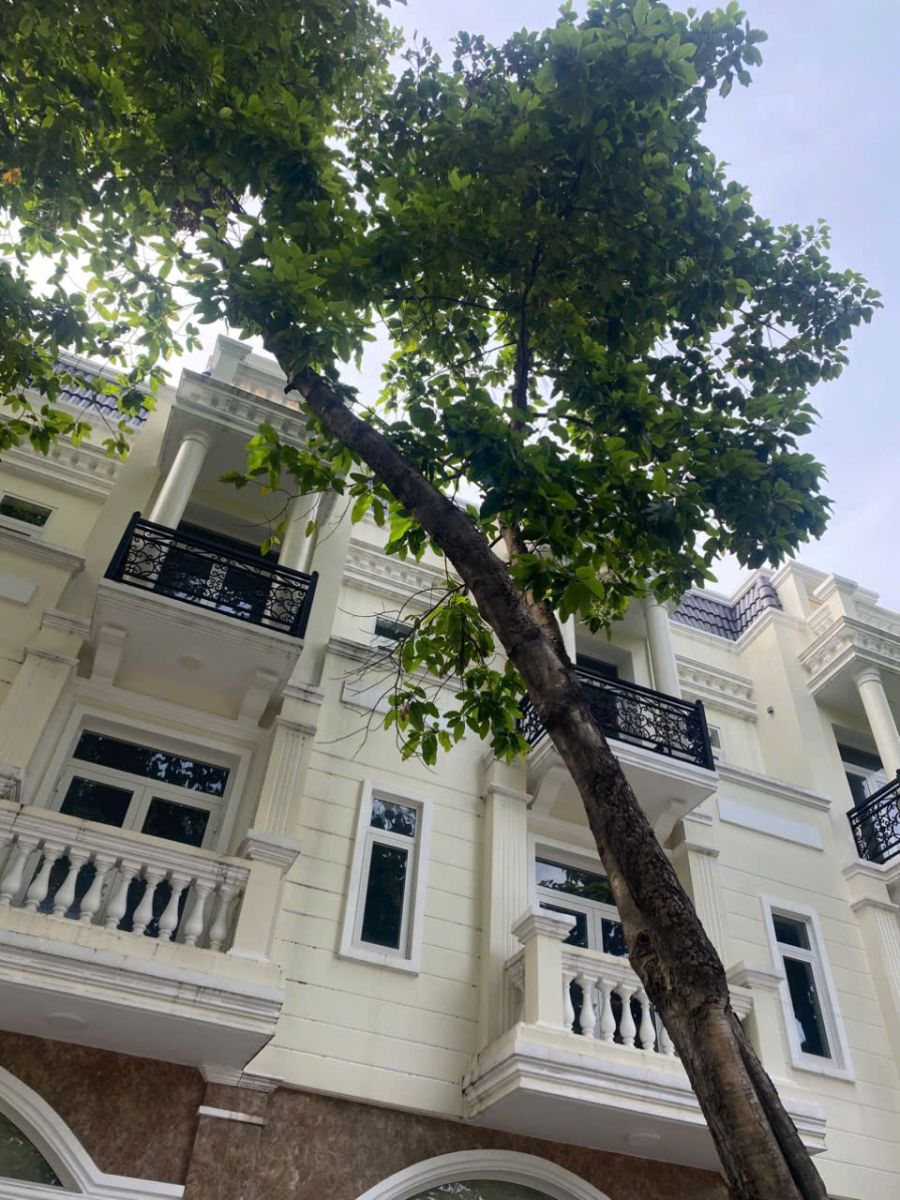 giá cắt tỉa cây xanh hcm