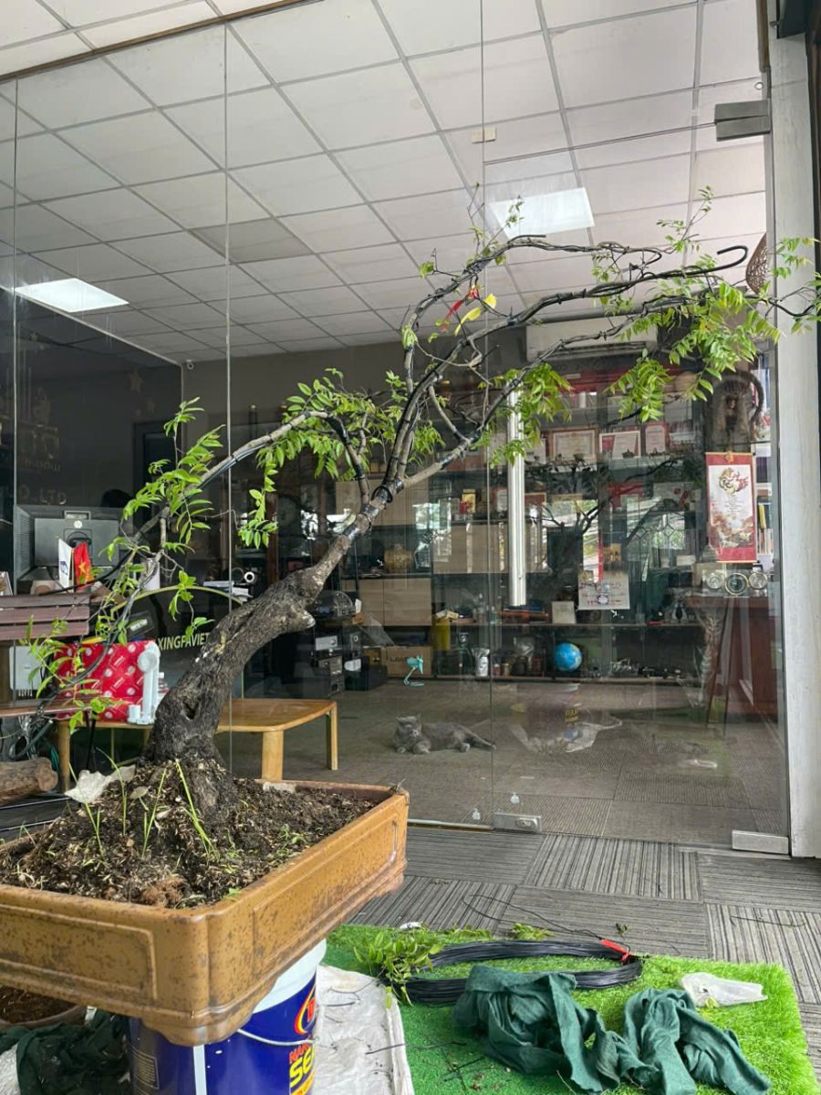 cắt tỉa cây xanh tại nhà hcm
