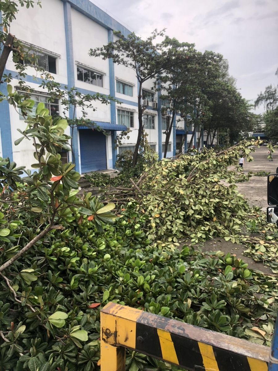 Cắt tỉa cây xanh phường Bình Hòa HCM