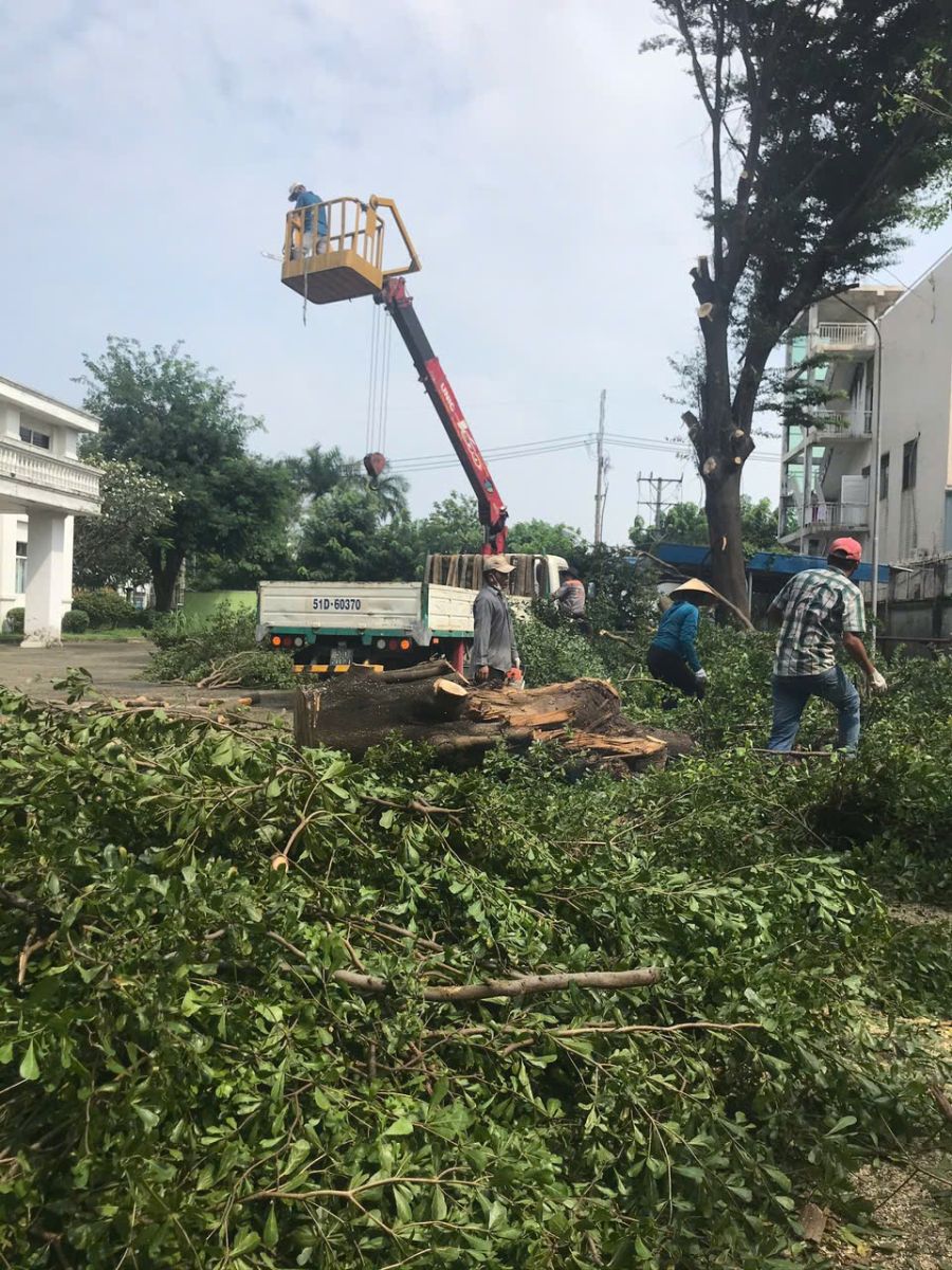 cưa cây chặt cây Bình Dương  giá rẻ