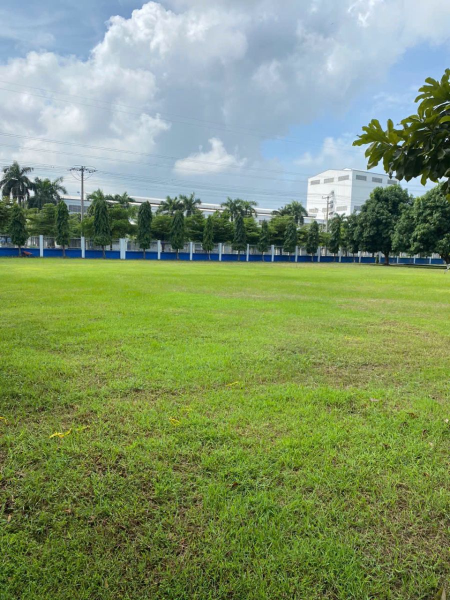 Dịch vụ trồng cỏ cảnh tại Củ Chi