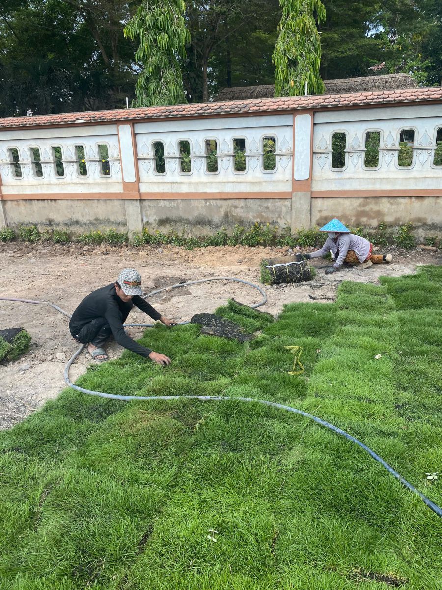 Dịch vụ trồng cỏ cảnh tại Đà Lạt
