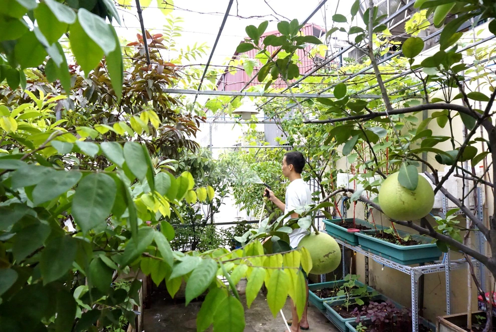 trồng cây ăn trái trên sân thượng