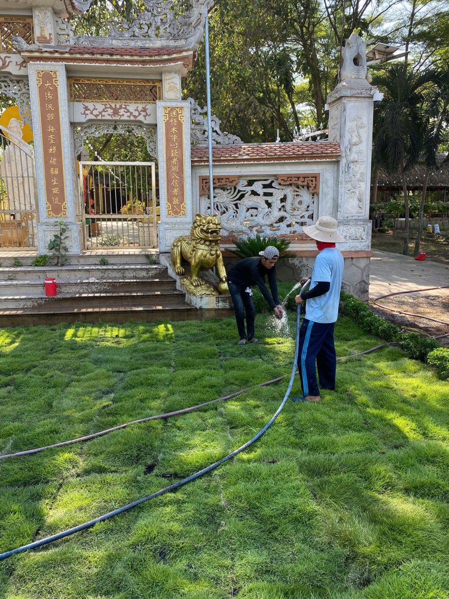  thi công cỏ nhung nhật Bình Dương trước và sau