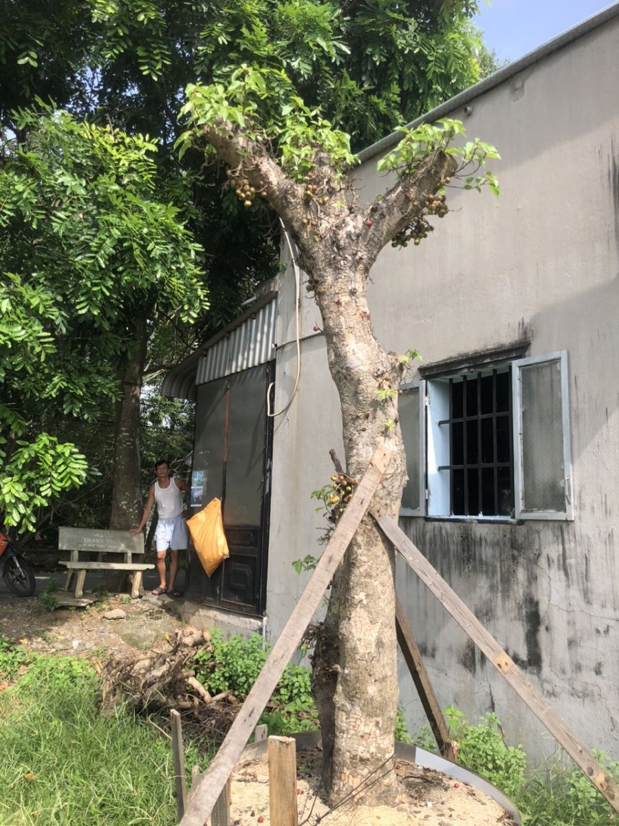 Trồng lại cây xanh sau khi bứng tại KCN VSIP