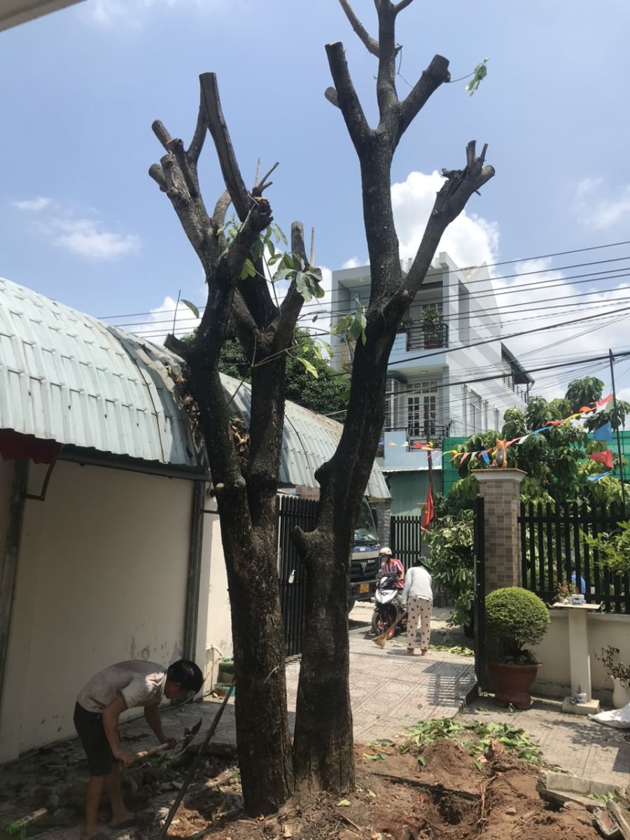 dịch vụ bứng gốc cây KCN VSIP