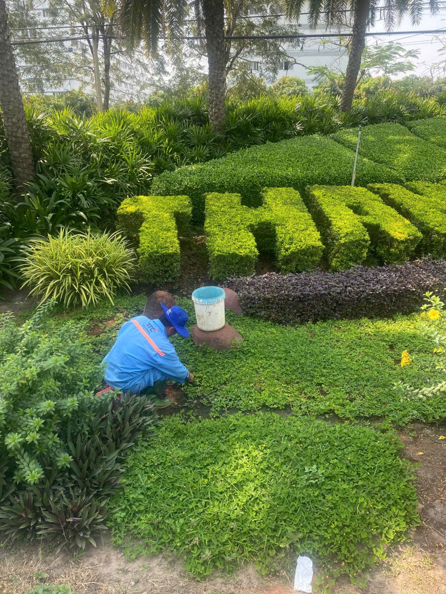 dịch vụ thi công cải tạo sân vườn 
