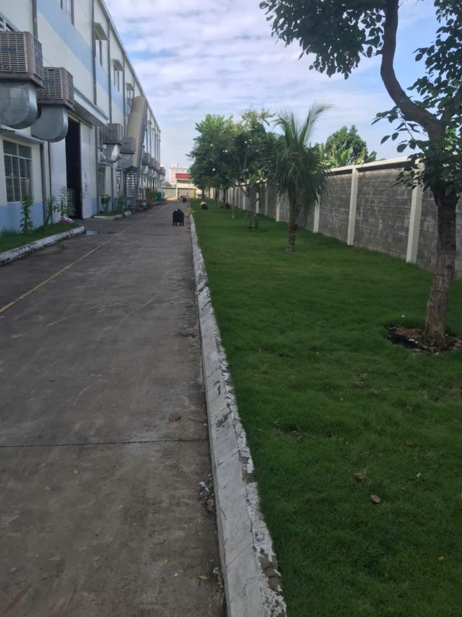 trồng cỏ sân vườn kcn bàu bàng giảm bụi nhà máy