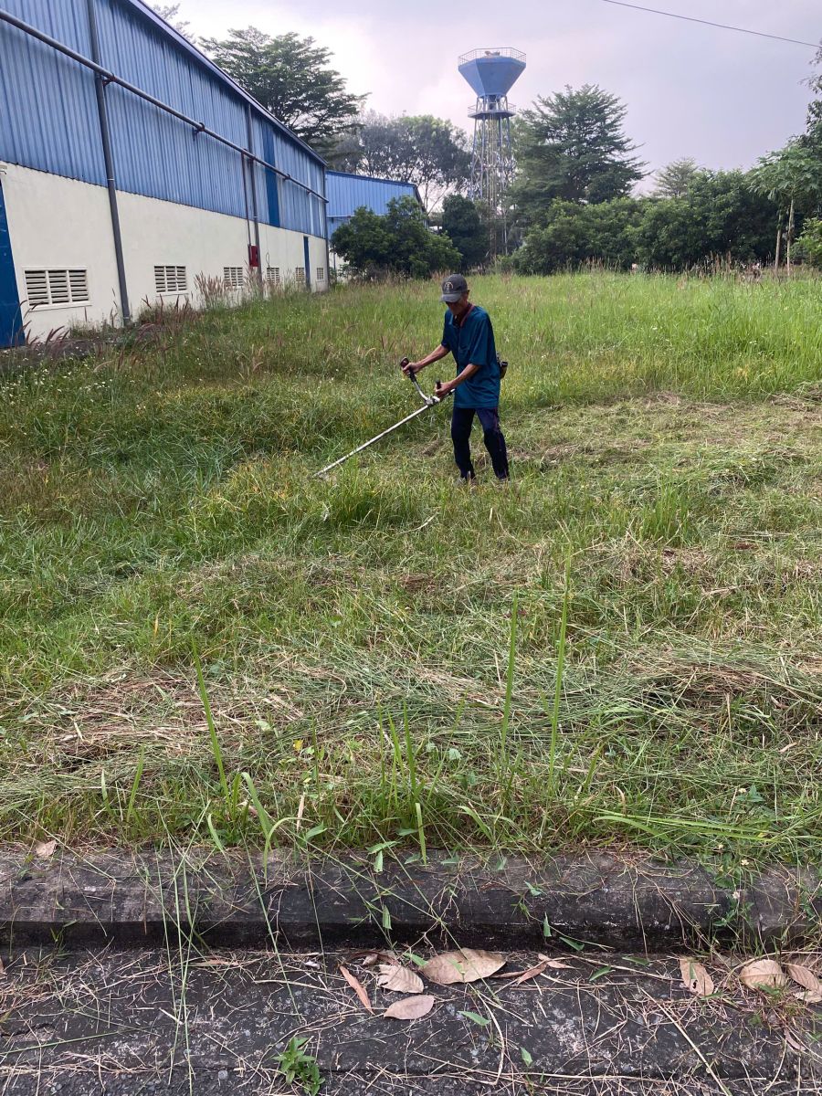 Bảng giá chăm sóc cây xanh