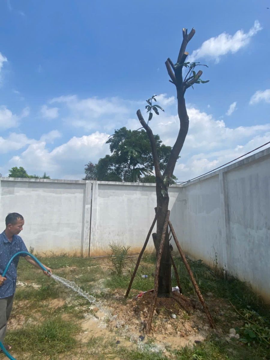 Di dời cây xanh dĩ an