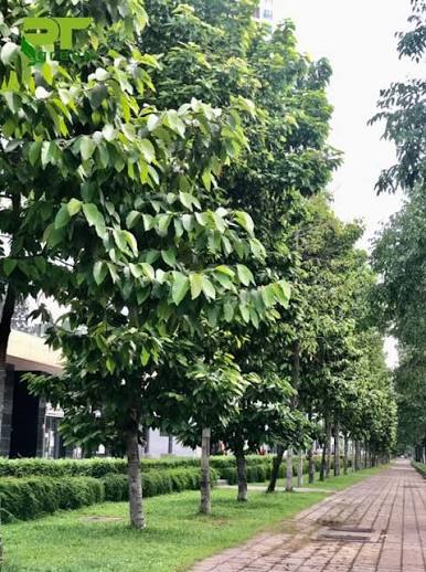 Các loại cây trồng công trình miền Nam cây dầu