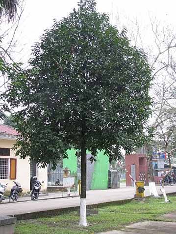 Các loại cây trồng công trình miền Nam