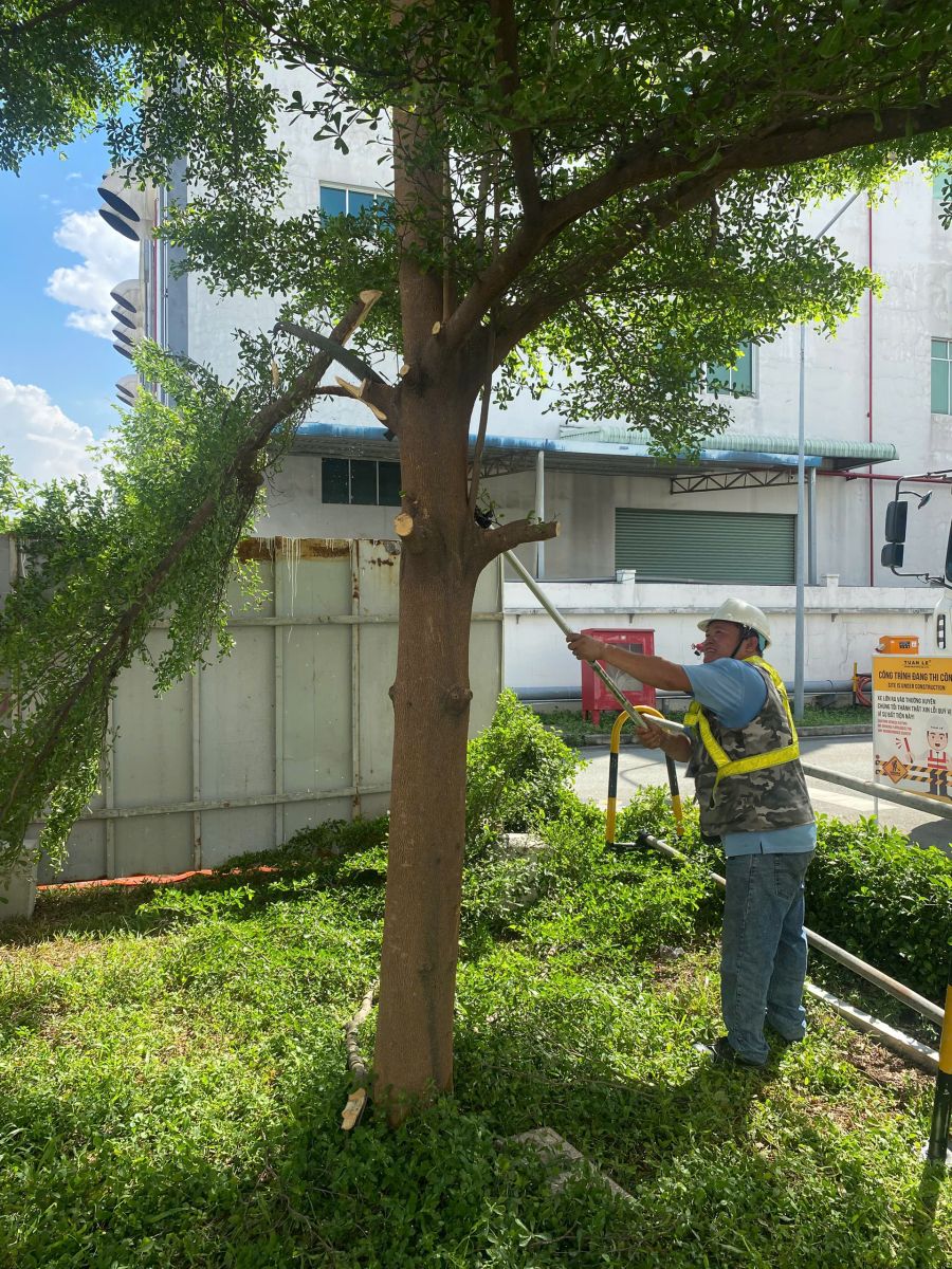 Dịch vụ cưa cây xanh Thành phố Hồ Chí Minh Bình Dương chuyên nghiệp