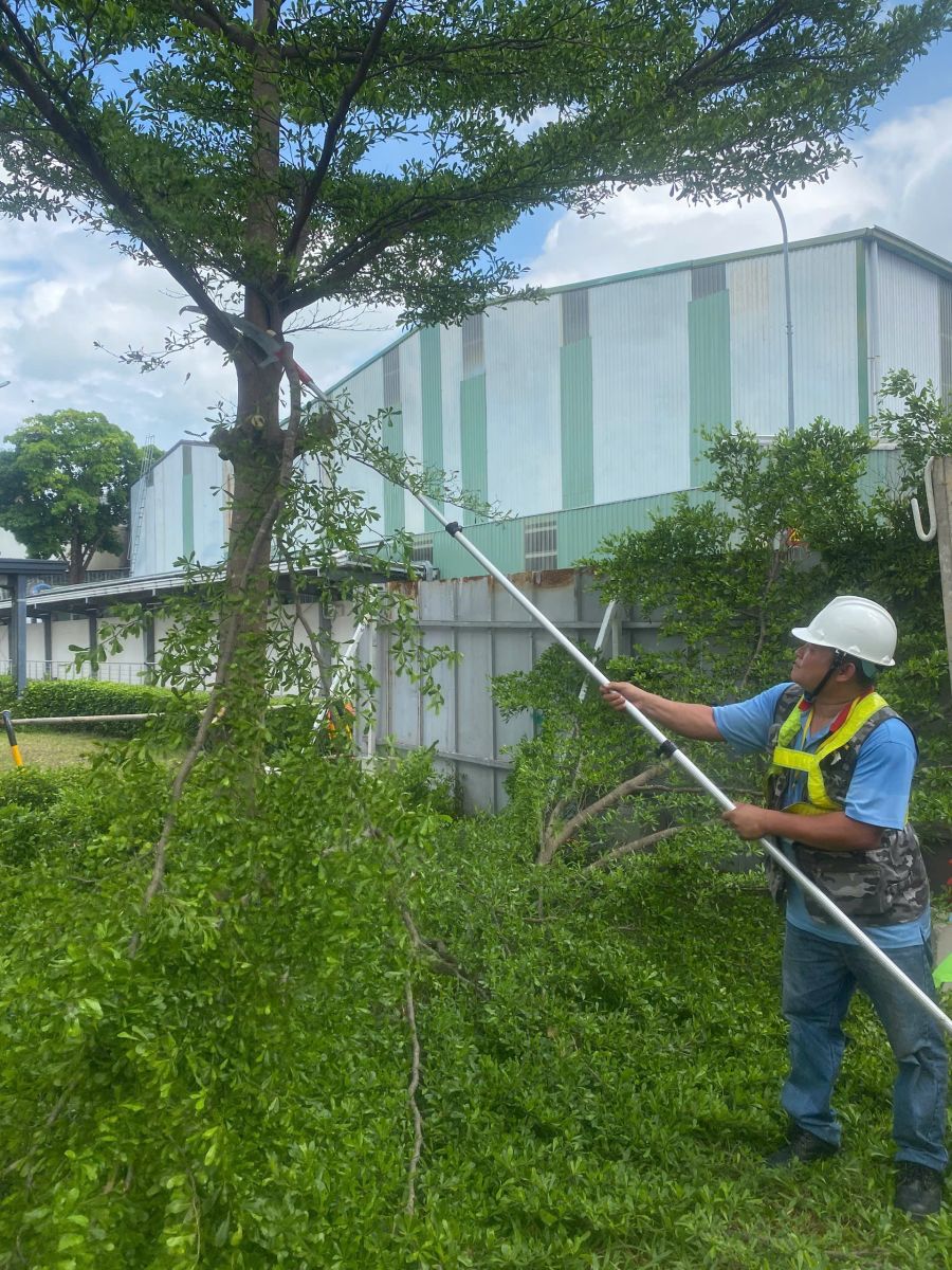 Dịch vụ cưa cây xanh Thành phố Hồ Chí Minh Bình Dương giá tốt