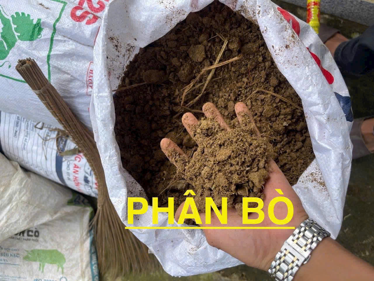 cung cấp phân bò tại bình dương 