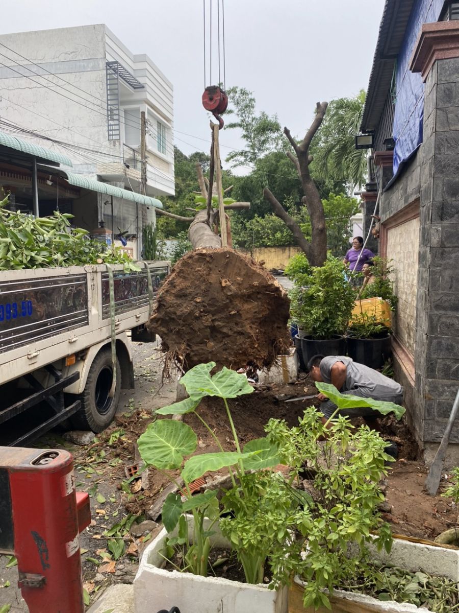 dịch vụ di dời bứng gốc cây tại tân uyên bình dương uy tín