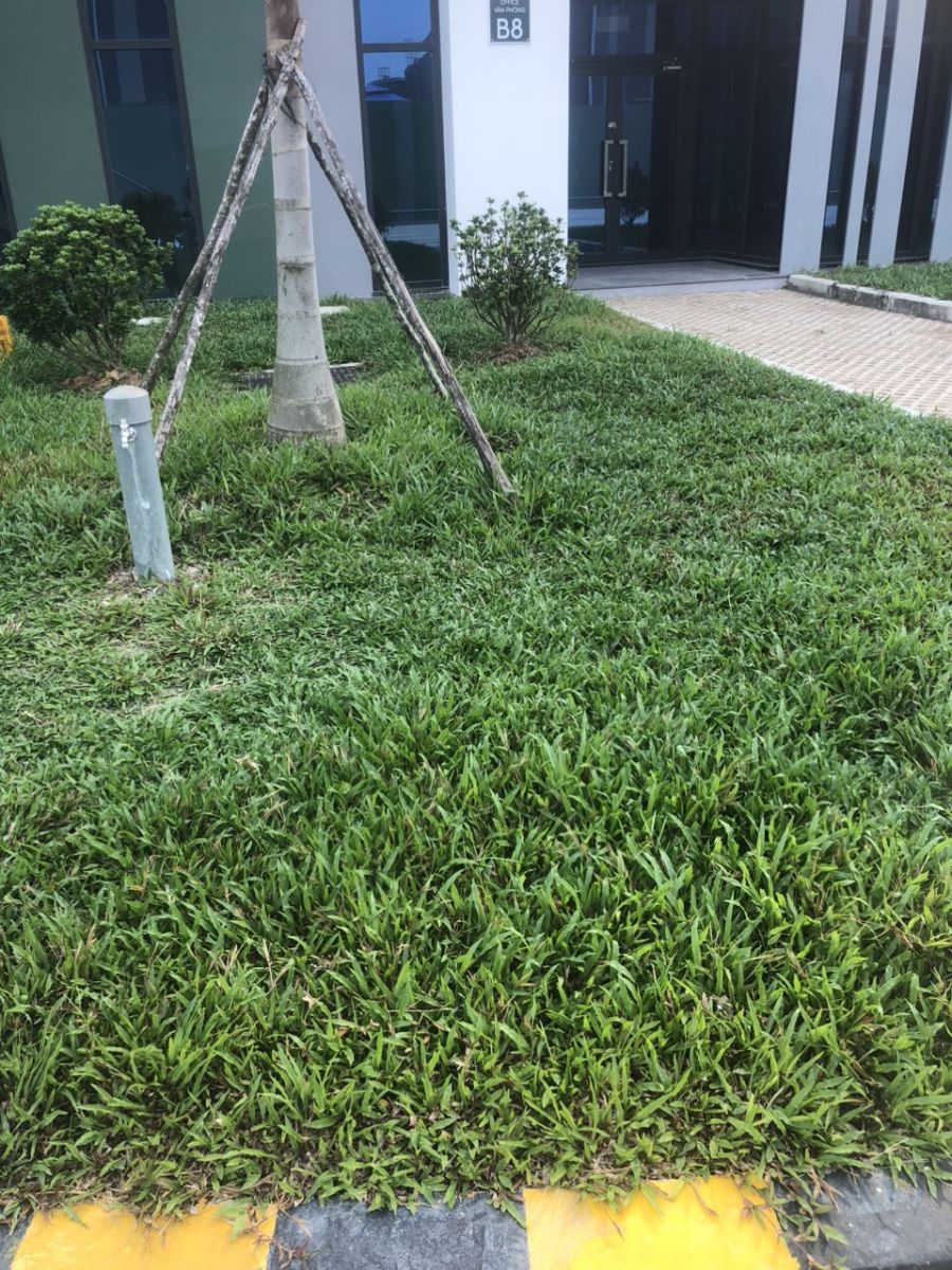 dịch vụ trồng cỏ lá gừng thái cho sân vườn 