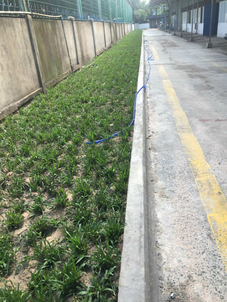 dich vụ trồng cỏ sân vườn 