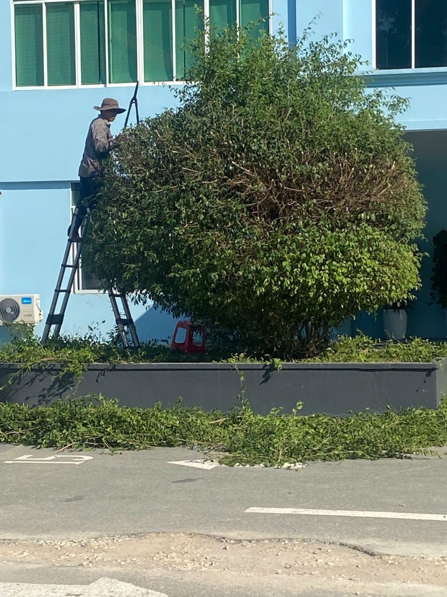 Công nhân cắt tỉa cây xanh tại KCN Mỹ Phước 1 Bình Dương