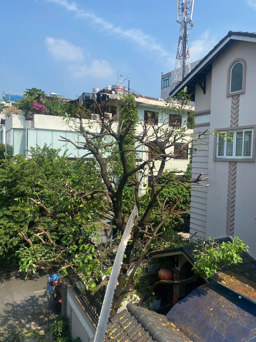 cắt tỉa cây xanh thủ đức 