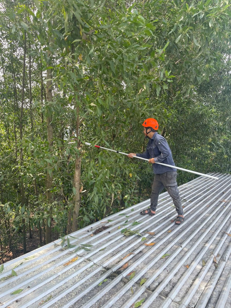Cắt tỉa cây xanh phường Tân Bình