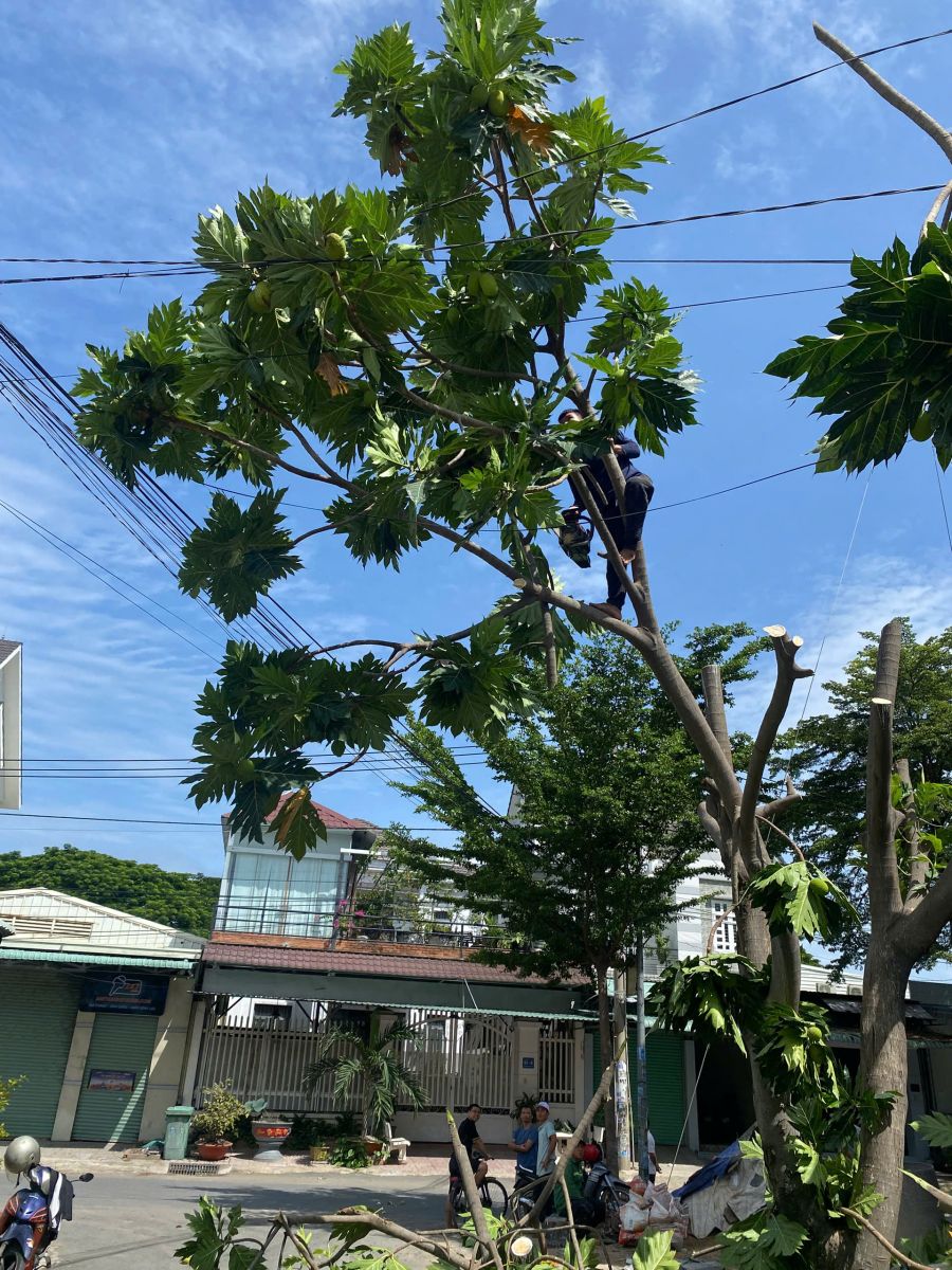 Cắt tỉa cây xanh phường Vĩnh Phú HCM